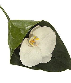 White Orchid Nosegay